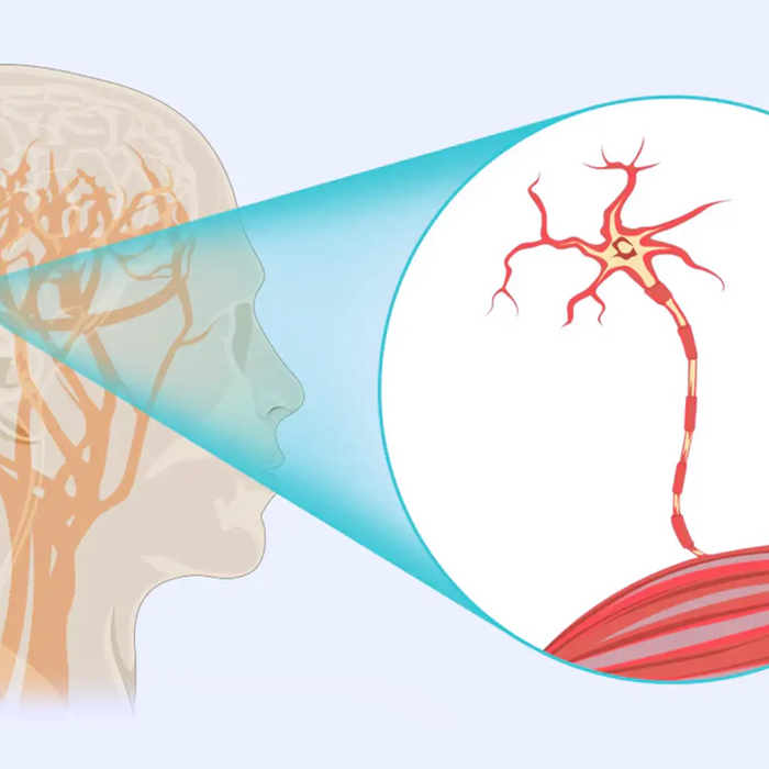 Human Brain Nerve Damage