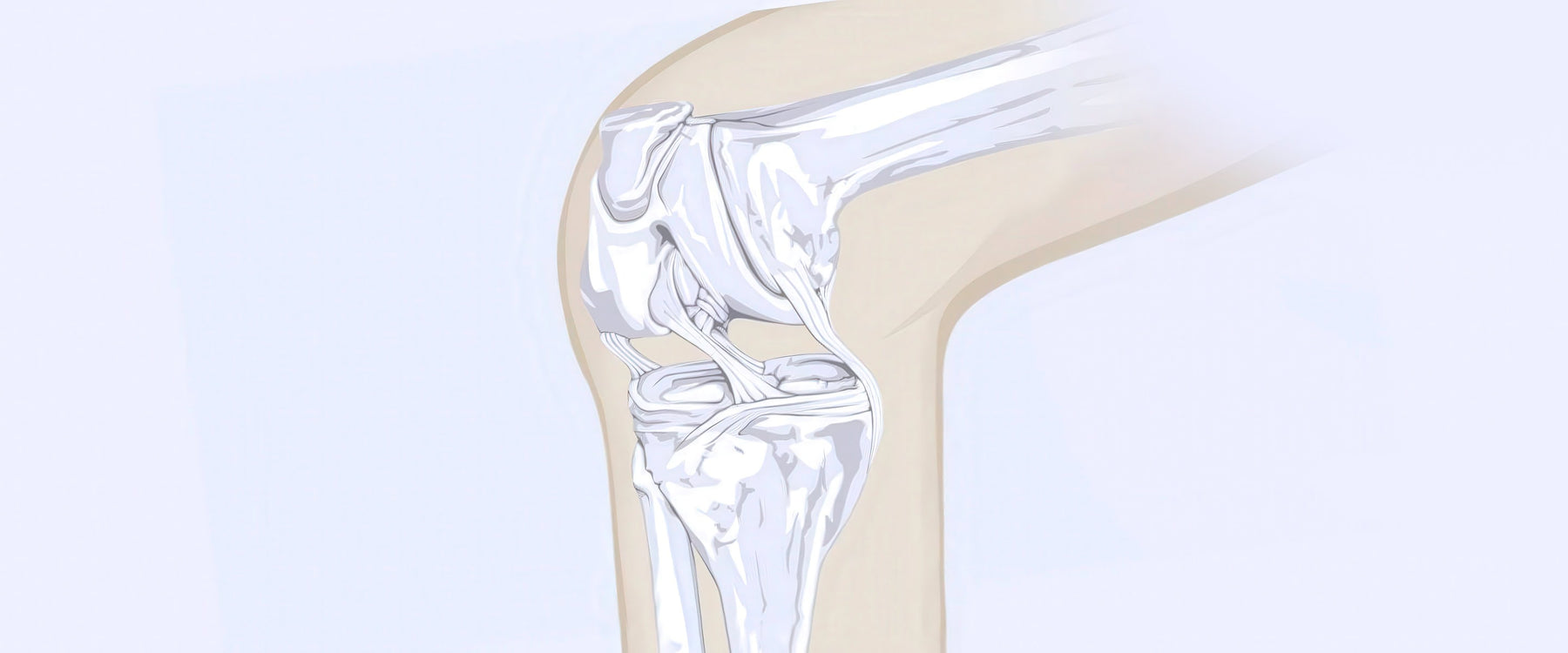 Dislocated Knee Illustration