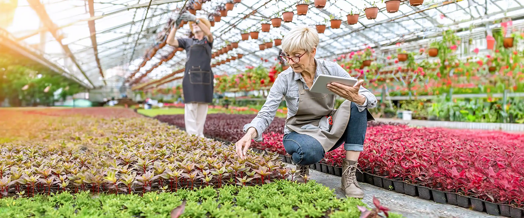 senior working in garden